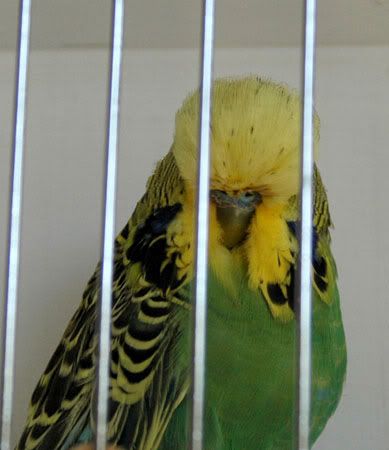 DkGreen.jpg