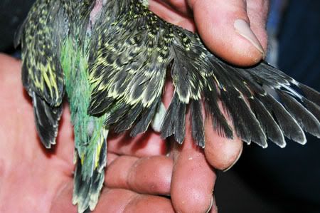 Drgreenbabywing.jpg