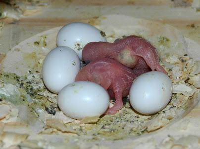 Nest142babies.jpg