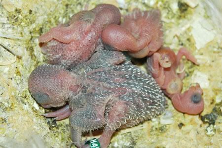 Newbornbabiesyellowfacenest.jpg