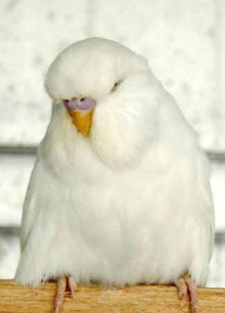 WhiteDFspyoung11.jpg