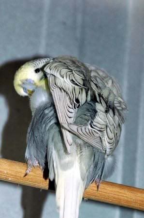 YFGpreening.jpg