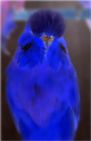 YellowDFtopbirds-1.jpg