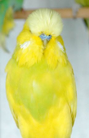 YellowDFtopbirds.jpg