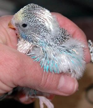 Yellowfaceskybluepiednest9.jpg
