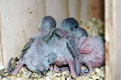 babies1508.jpg