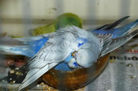 babiesfeeding.jpg