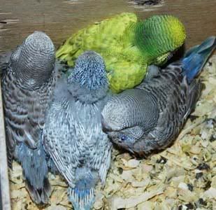 babiesnest8-1.jpg