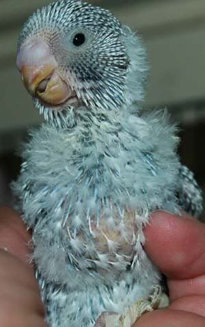 baby2nest5.jpg