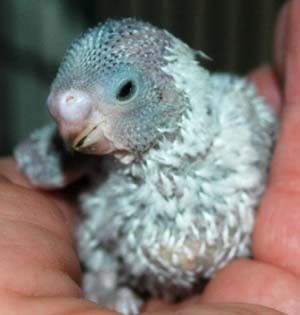 baby3nest5.jpg