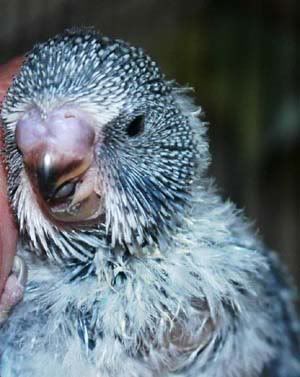 baby4nest5.jpg