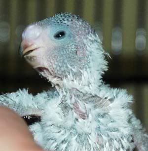 bbaby3nest5.jpg