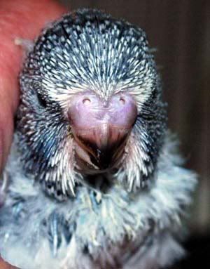 bbay4nest5.jpg