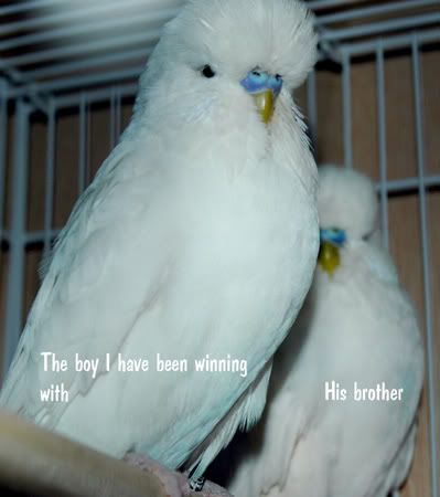 bestbestbirds007.jpg
