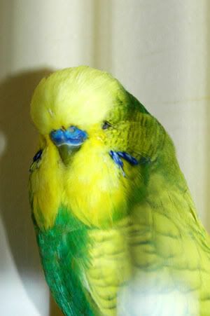 bigdrgreenspanglecock.jpg