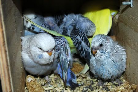 birdsbabies6thsept016.jpg