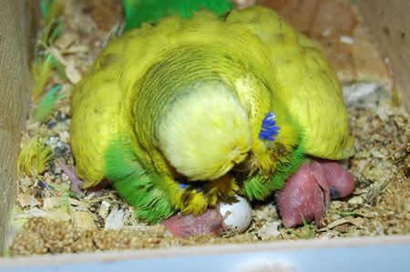 birdsbabies6thsept017.jpg