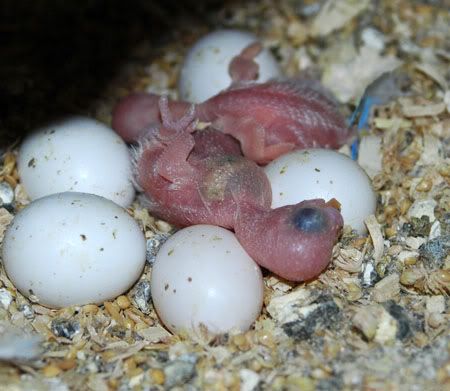birdsbabies6thsept070.jpg