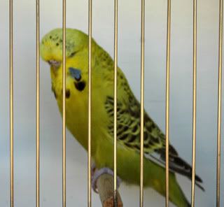 birdsbirds002.jpg