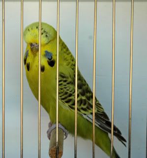 birdsbirds005.jpg