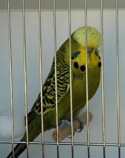 birdsbirds008.jpg