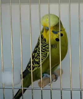 birdsbirds009.jpg