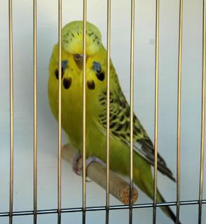birdsbirds011.jpg