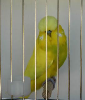 birdsbirds012.jpg