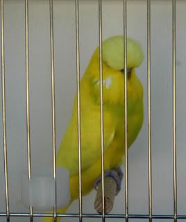 birdsbirds013.jpg