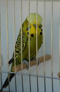 birdsbirds017.jpg