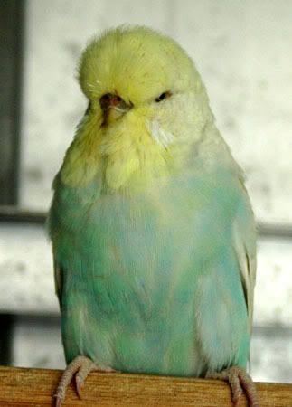 birdsbirds018.jpg