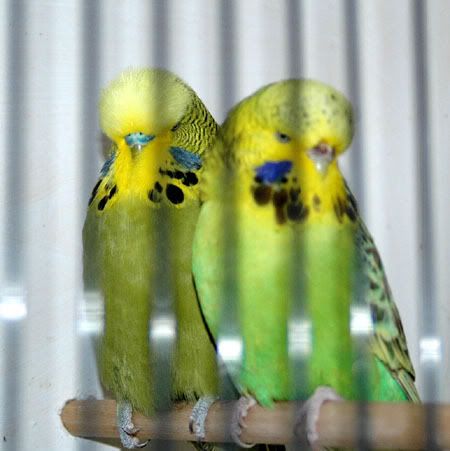 birdsbirds019-1.jpg