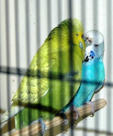 birdsbirds020.jpg