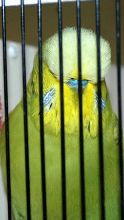 birdsbirds021.jpg