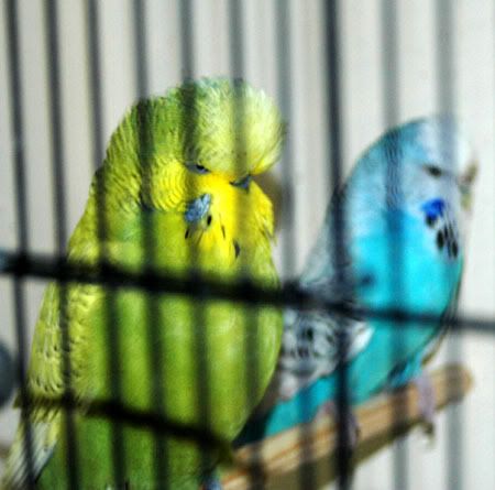 birdsbirds022.jpg