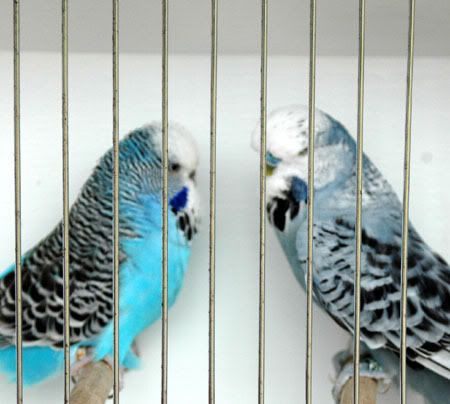 birdsbirds025.jpg