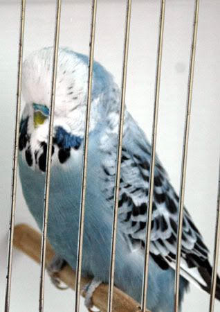 birdsbirds027.jpg