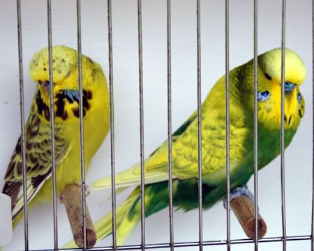 birdsbirds030.jpg