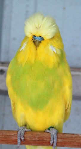 birdsforsalenov302009011.jpg