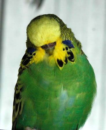 birdsoct232009055.jpg