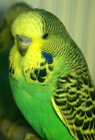 birdsoct232009106.jpg