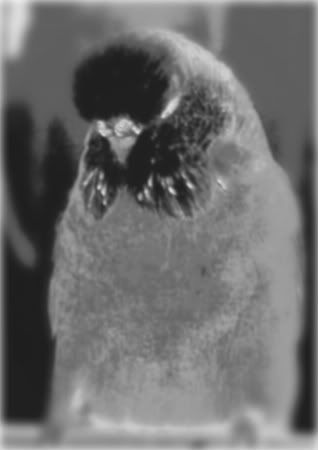 cobalthensp-1.jpg