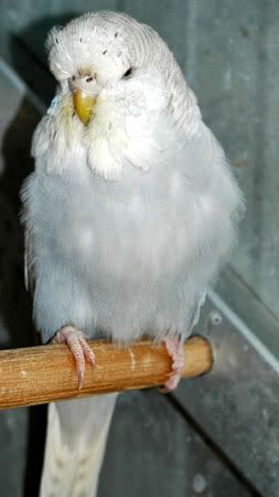 cobalts025.jpg