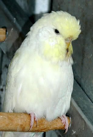 cobalts033.jpg