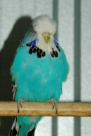 cobalts042.jpg