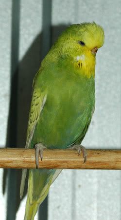 cobalts046.jpg