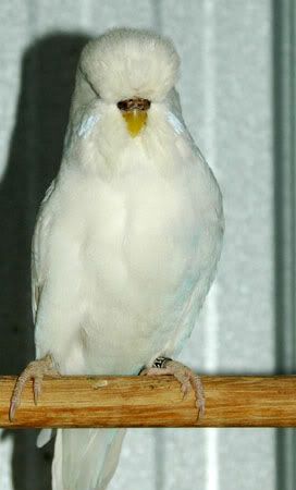 cobalts052.jpg