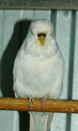 cobalts056.jpg