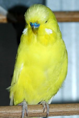 cobalts075.jpg