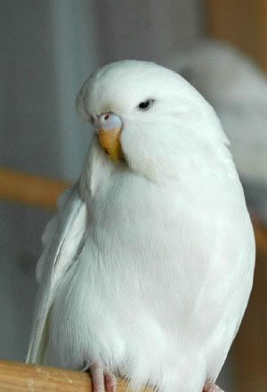 cutewhitedfactornest1.jpg